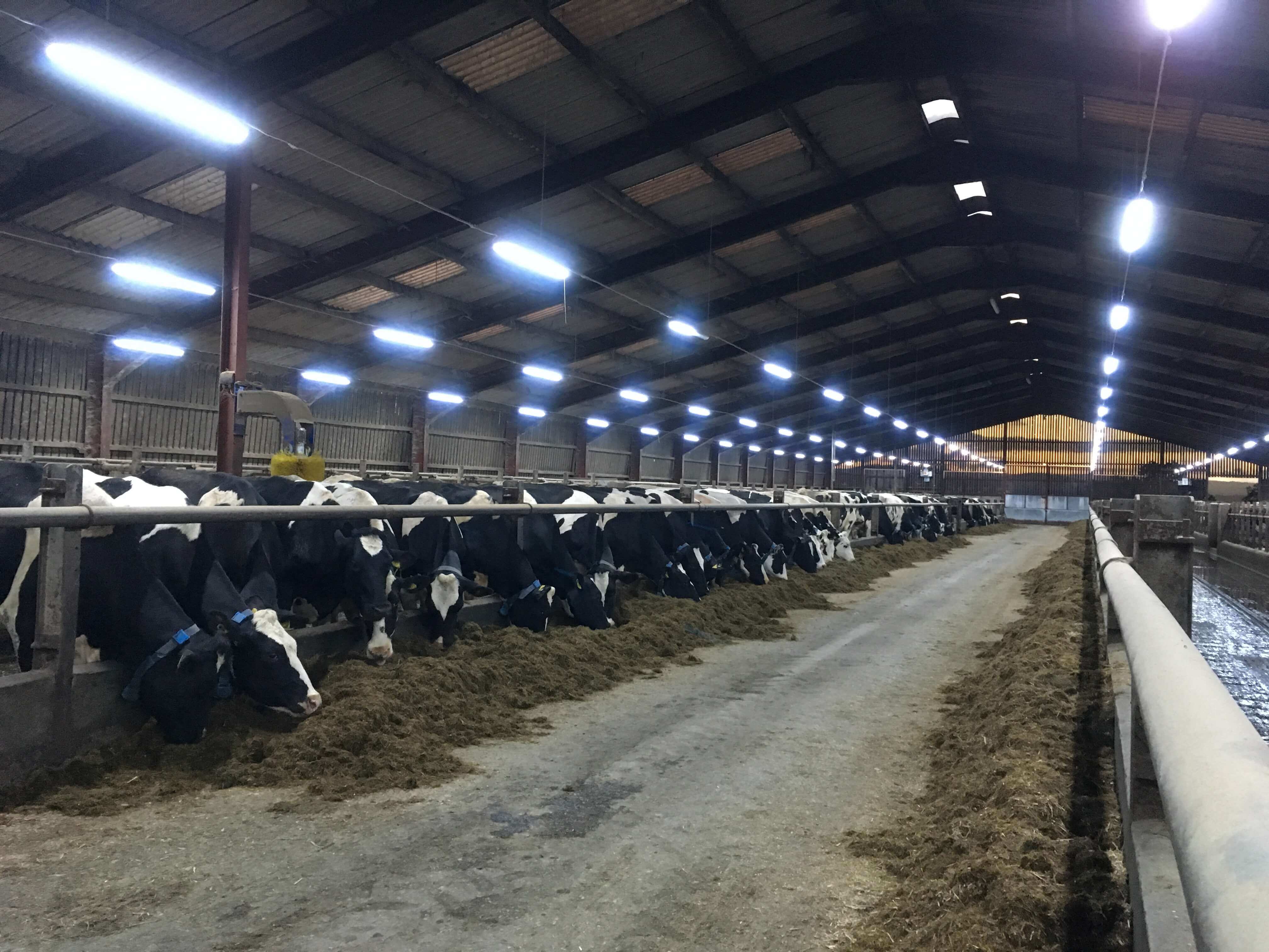 LED lighting installed in an agricultural building